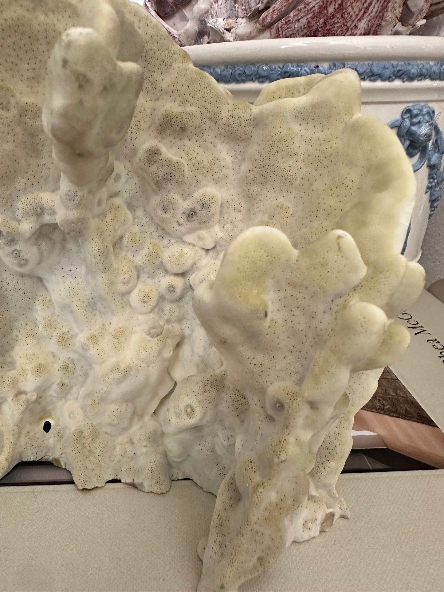 Natural Yellow Coral Specimen Sculpture