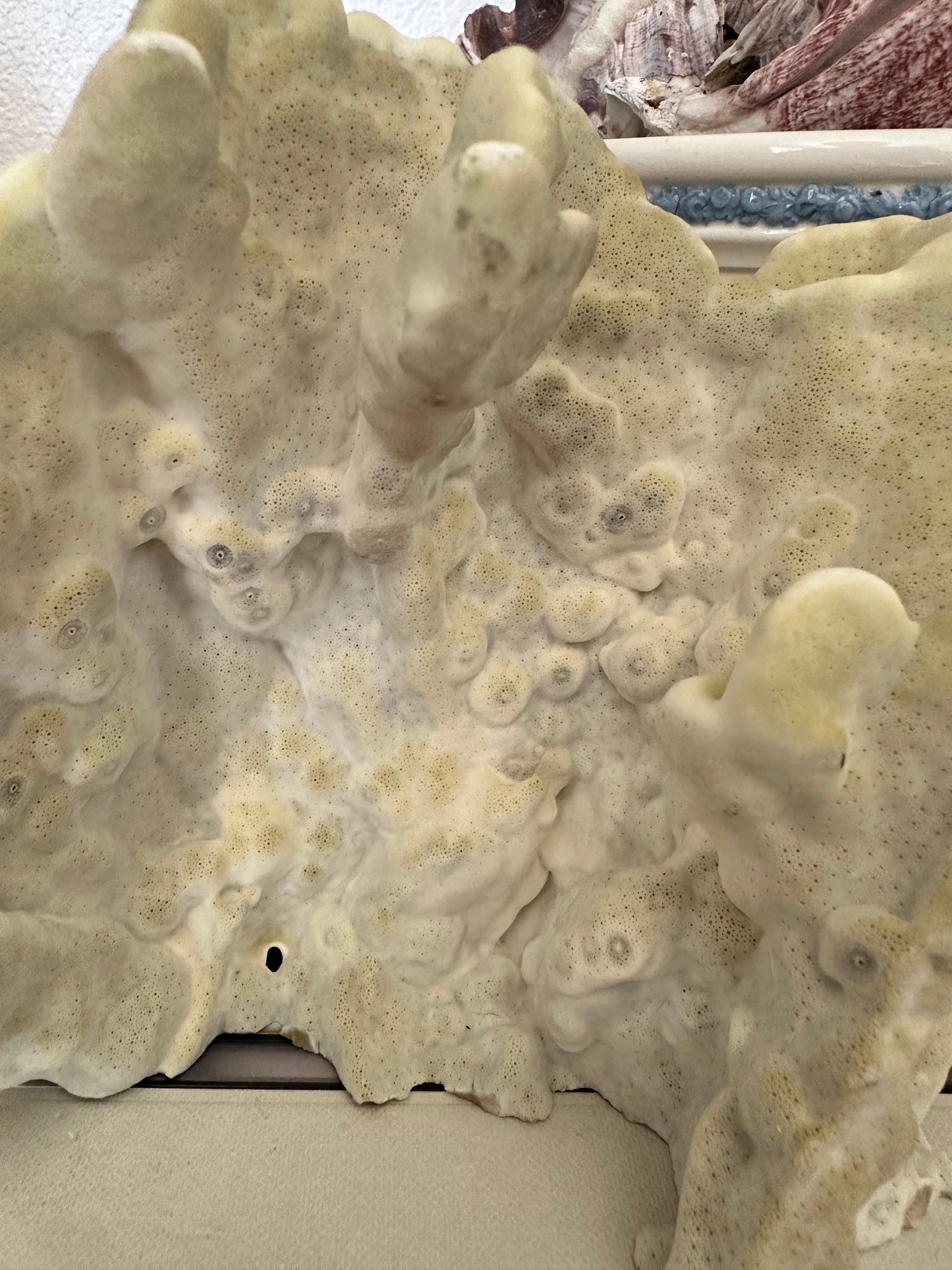 Natural Yellow Coral Specimen Sculpture