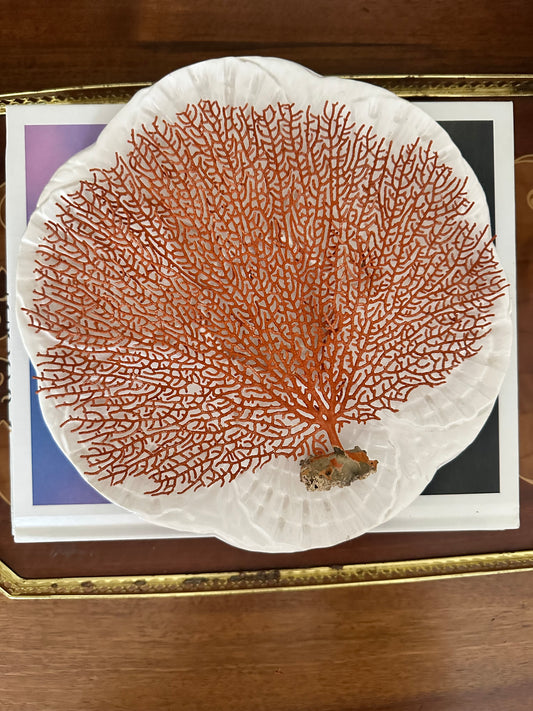Natural Red Orange Sea Fan Coral Specimen