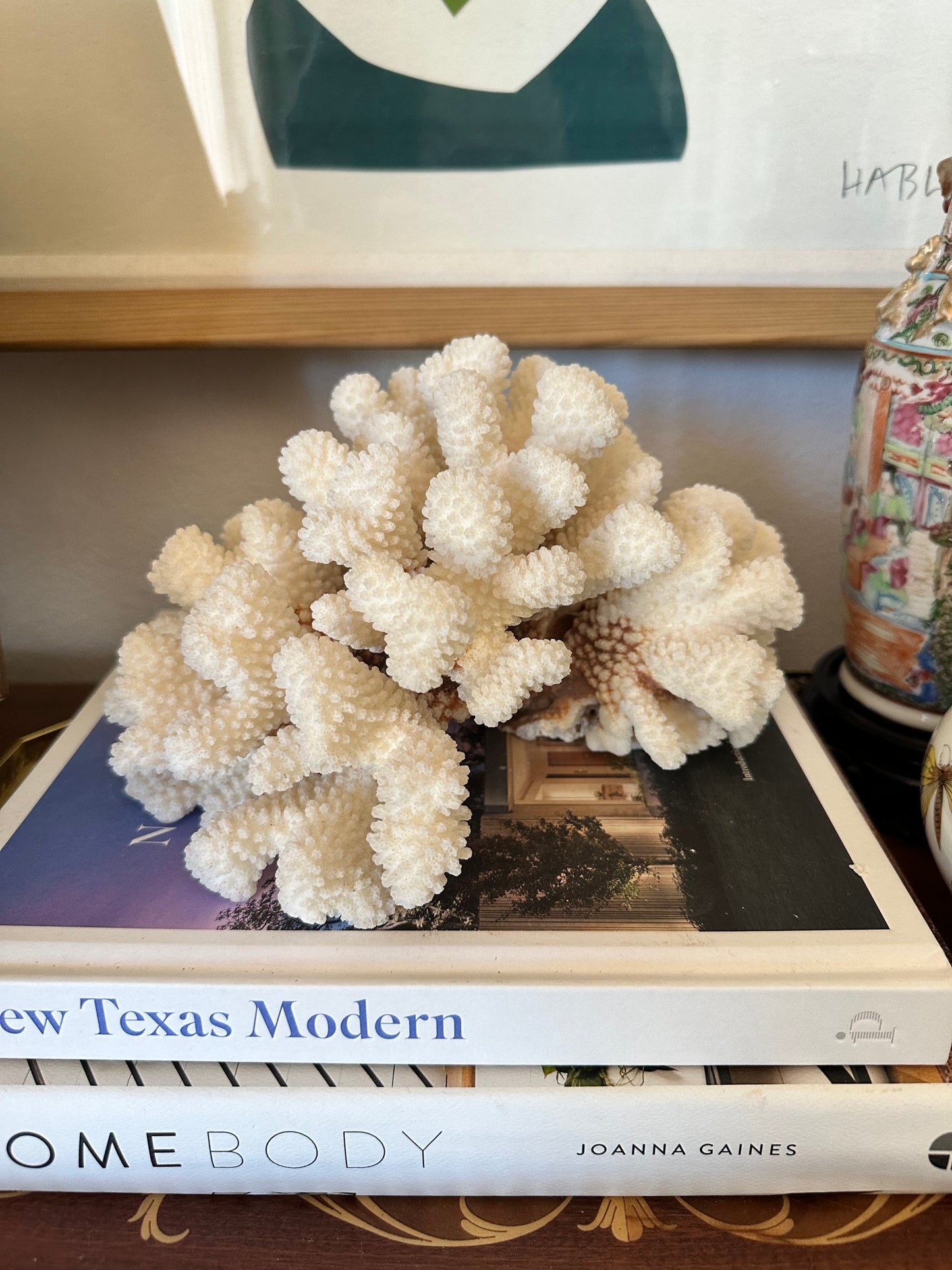 Natural Cat Paw Coral Specimen, White Coastal Decor, 8.75”