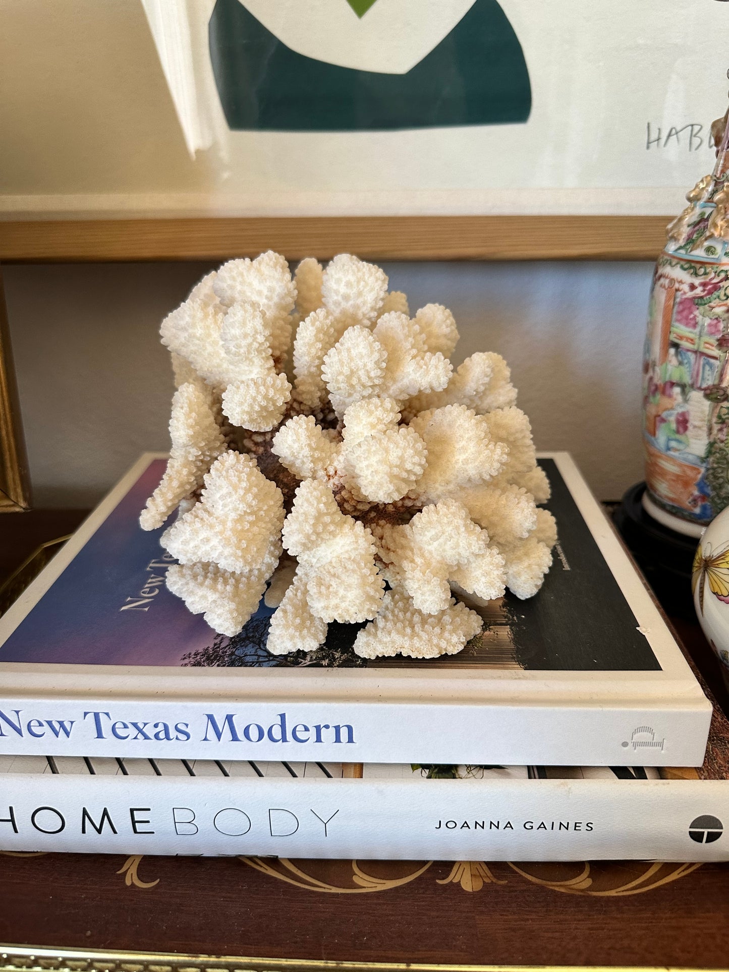 Natural Cat Paw Coral Specimen, White Coastal Decor, 8.75”