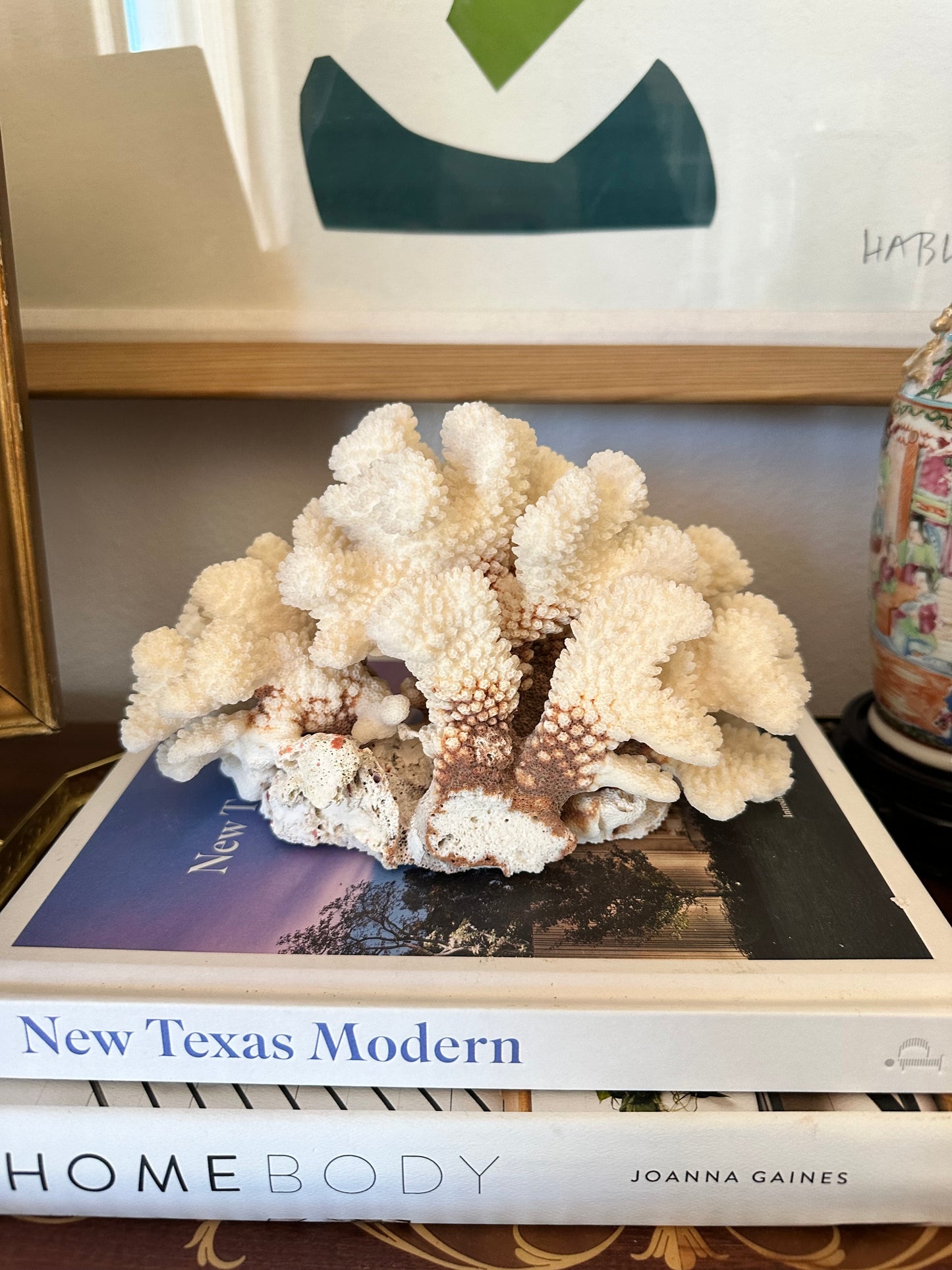 Natural Cat Paw Coral Specimen, White Coastal Decor, 8.75”