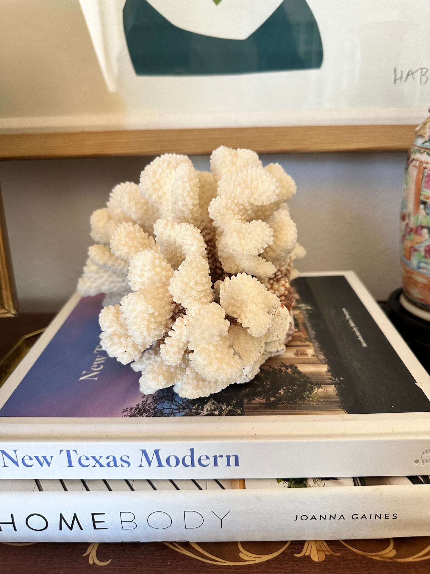 Natural Cat Paw Coral Specimen, White Coastal Decor, 8.75”