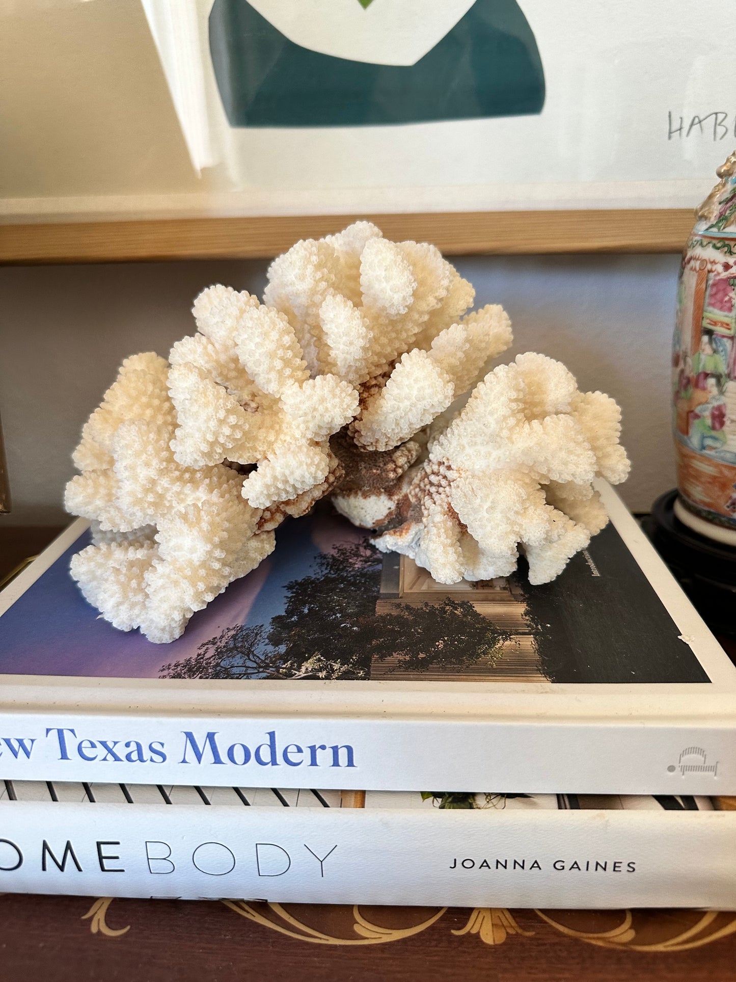 Natural Cat Paw Coral Specimen, White Coastal Decor, 8.75”