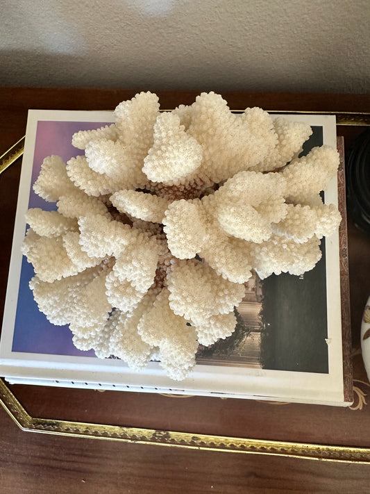 Natural Cat Paw Coral Specimen, White Coastal Decor, 8.75”