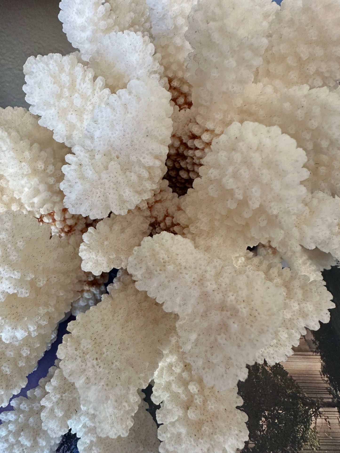 Natural Cat Paw Coral Specimen, White Coastal Decor, 8.75”
