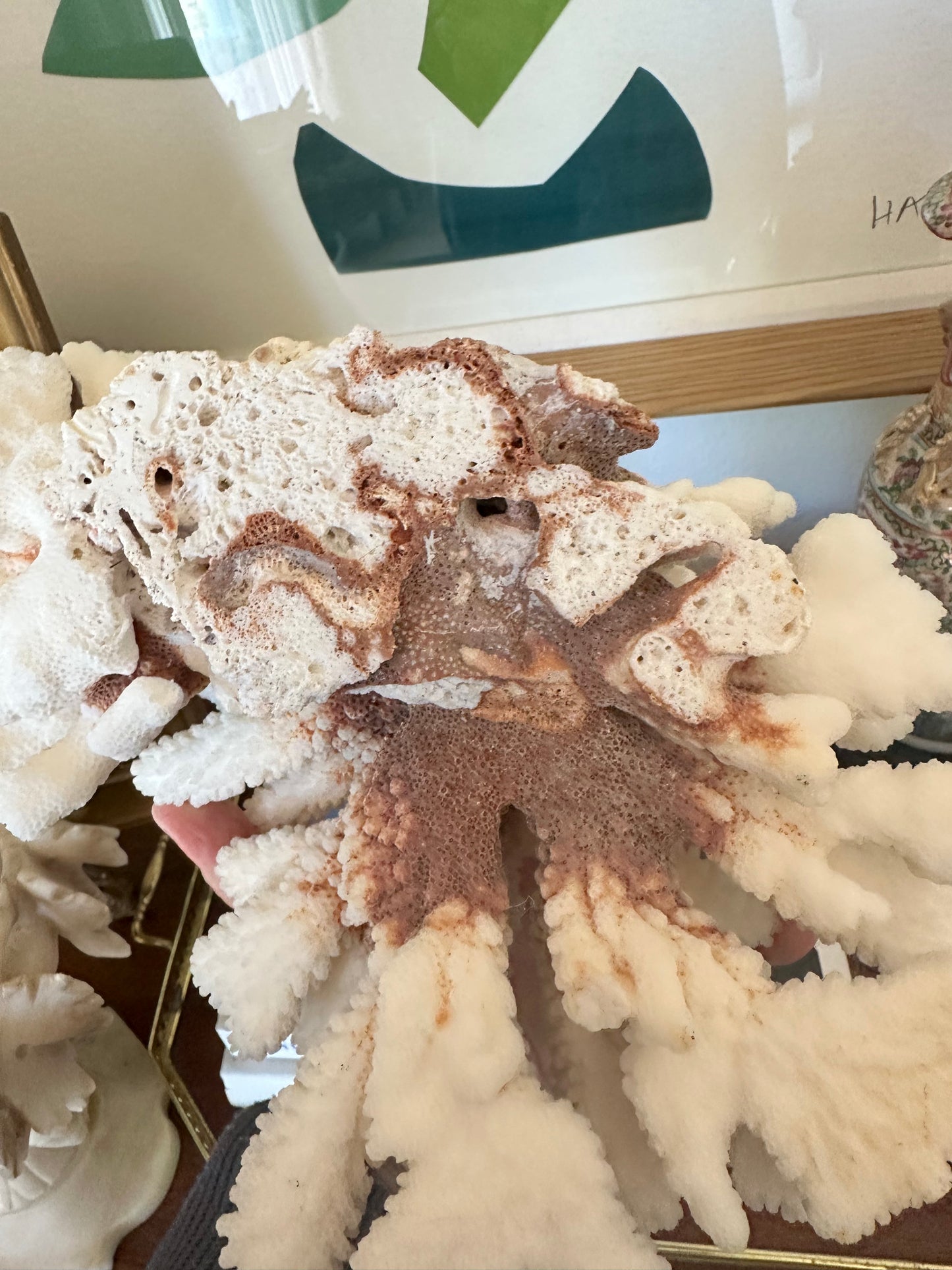 Natural Cat Paw Coral Specimen, White Coastal Decor, 8.75”